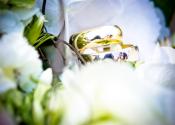 images/schmuck/trauringe/hochzeit_Alex_heinz_148-Individuell.jpg